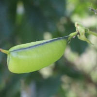 Crotalaria beddomeana Thoth. & A.A.Ansari